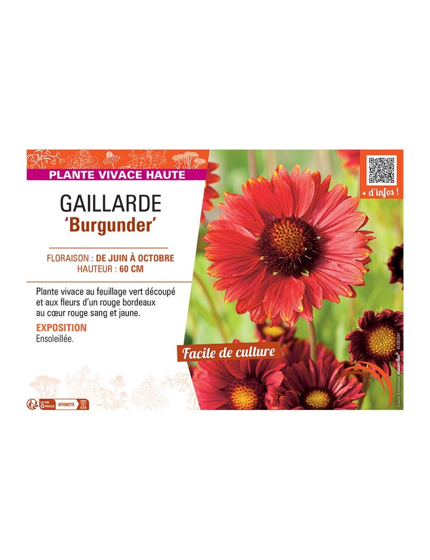 GAILLARDE BURGUNDER