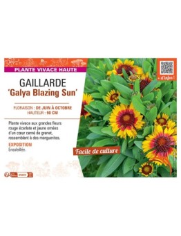 GAILLARDE GALYA BLAZING SUN
