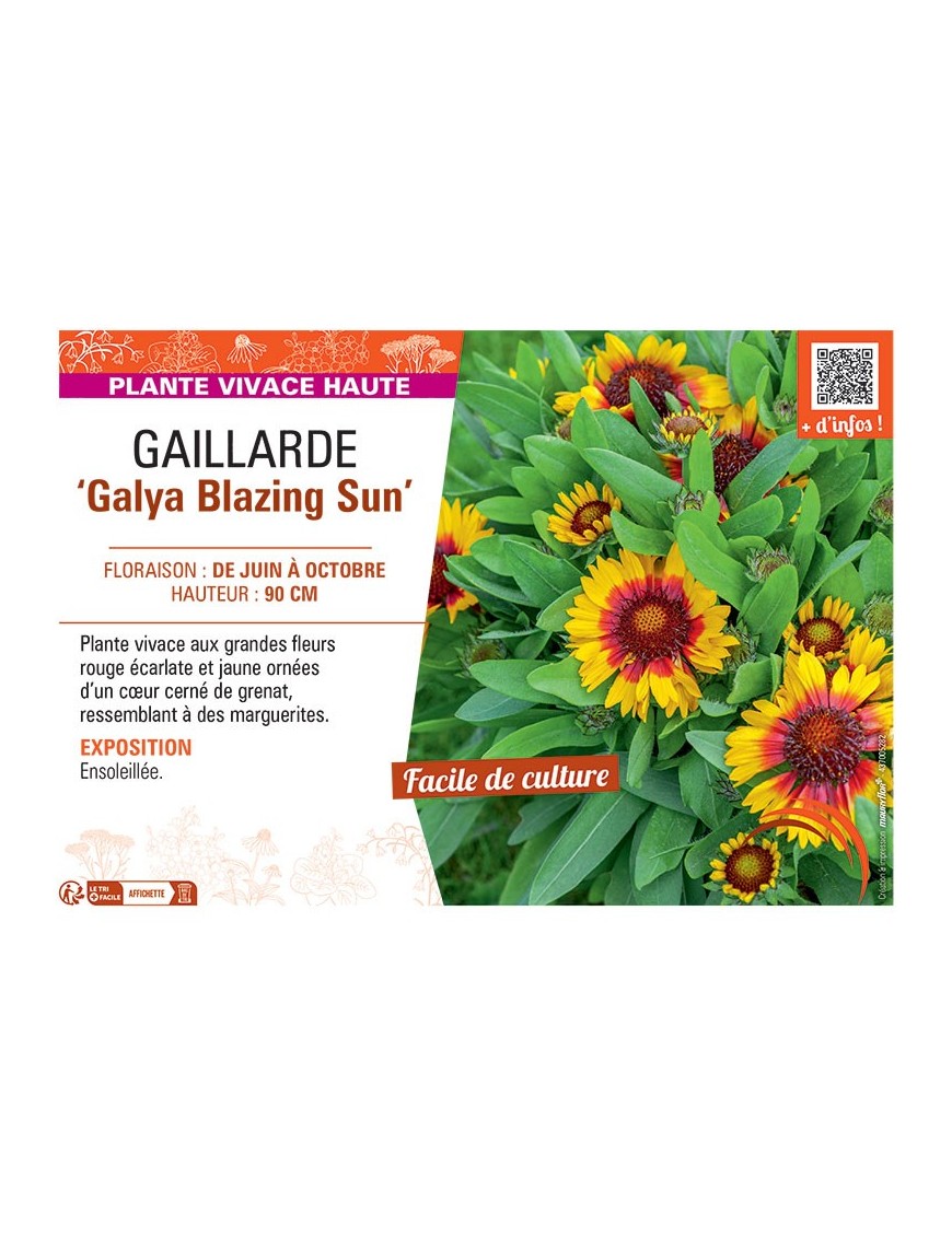 GAILLARDE GALYA BLAZING SUN