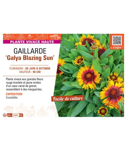 GAILLARDE GALYA BLAZING SUN
