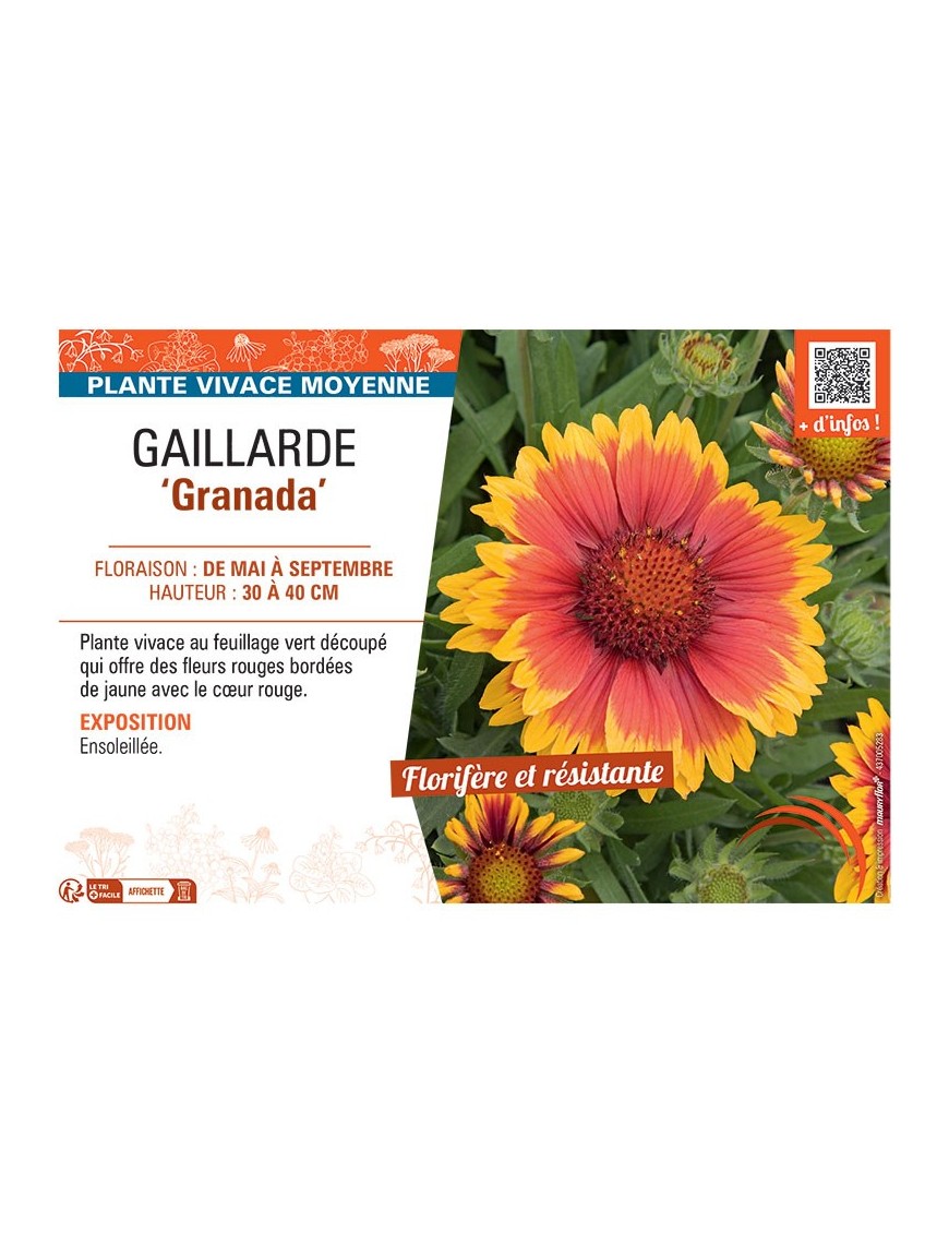 GAILLARDE GRANADA