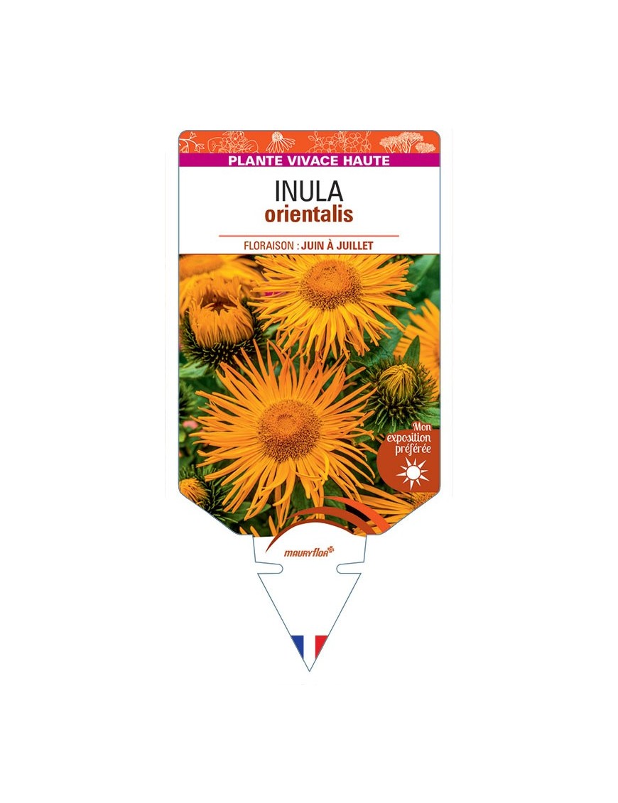 INULA ORIENTALIS