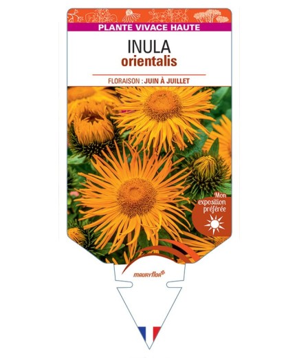 INULA ORIENTALIS