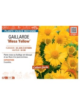 GAILLARDE MESA YELLOW