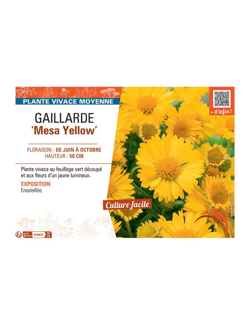 GAILLARDE MESA YELLOW