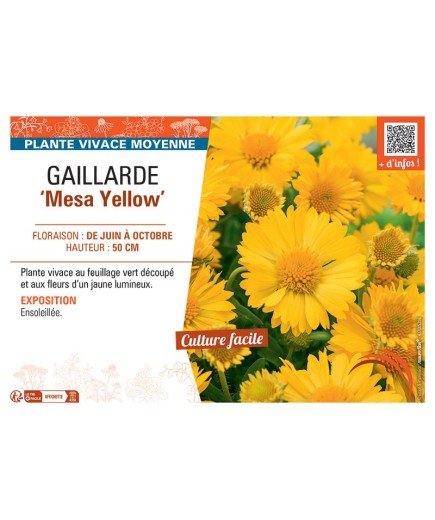 GAILLARDE MESA YELLOW
