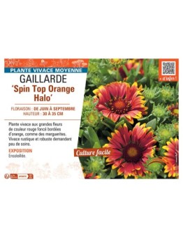 GAILLARDE SPIN TOP ORANGE HALO
