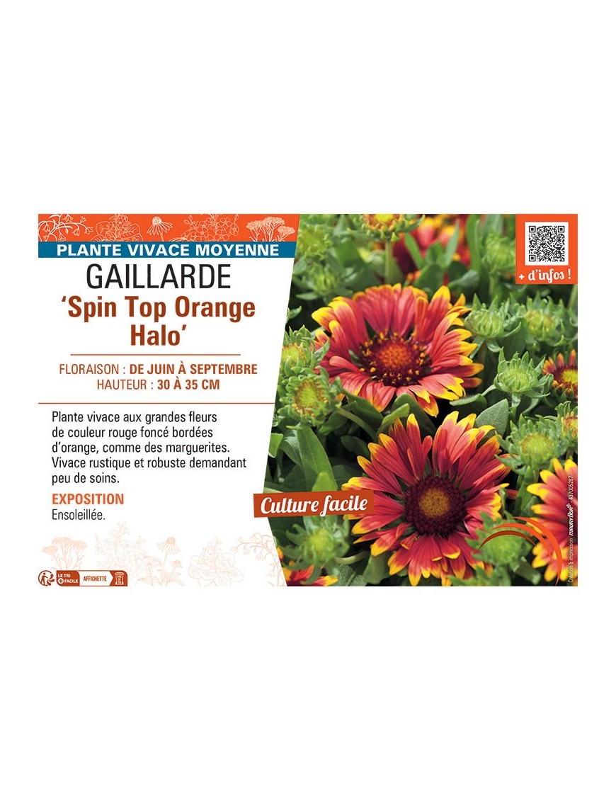 GAILLARDE SPIN TOP ORANGE HALO