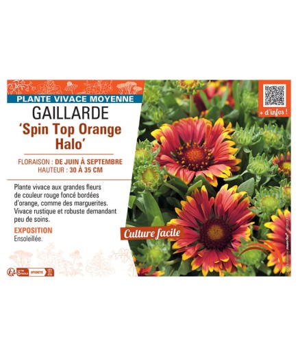 GAILLARDE SPIN TOP ORANGE HALO