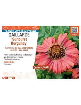 GAILLARDE SUNBURST BURGUNDY