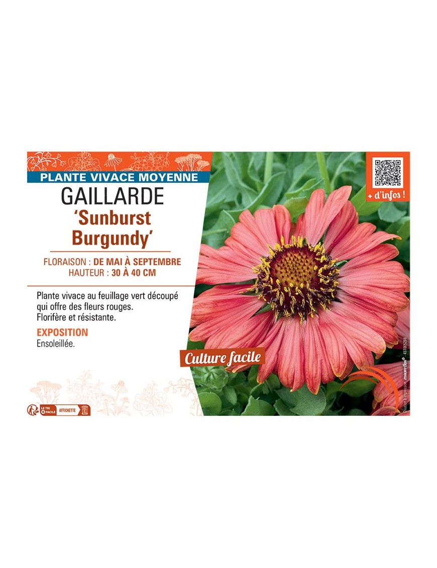GAILLARDE SUNBURST BURGUNDY