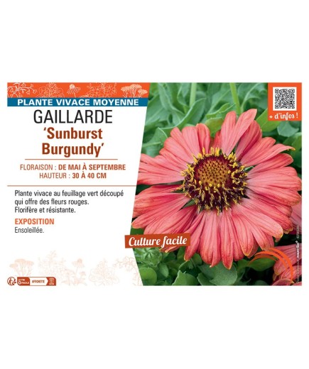 GAILLARDE SUNBURST BURGUNDY