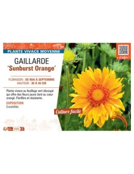 GAILLARDE SUNBURST ORANGE