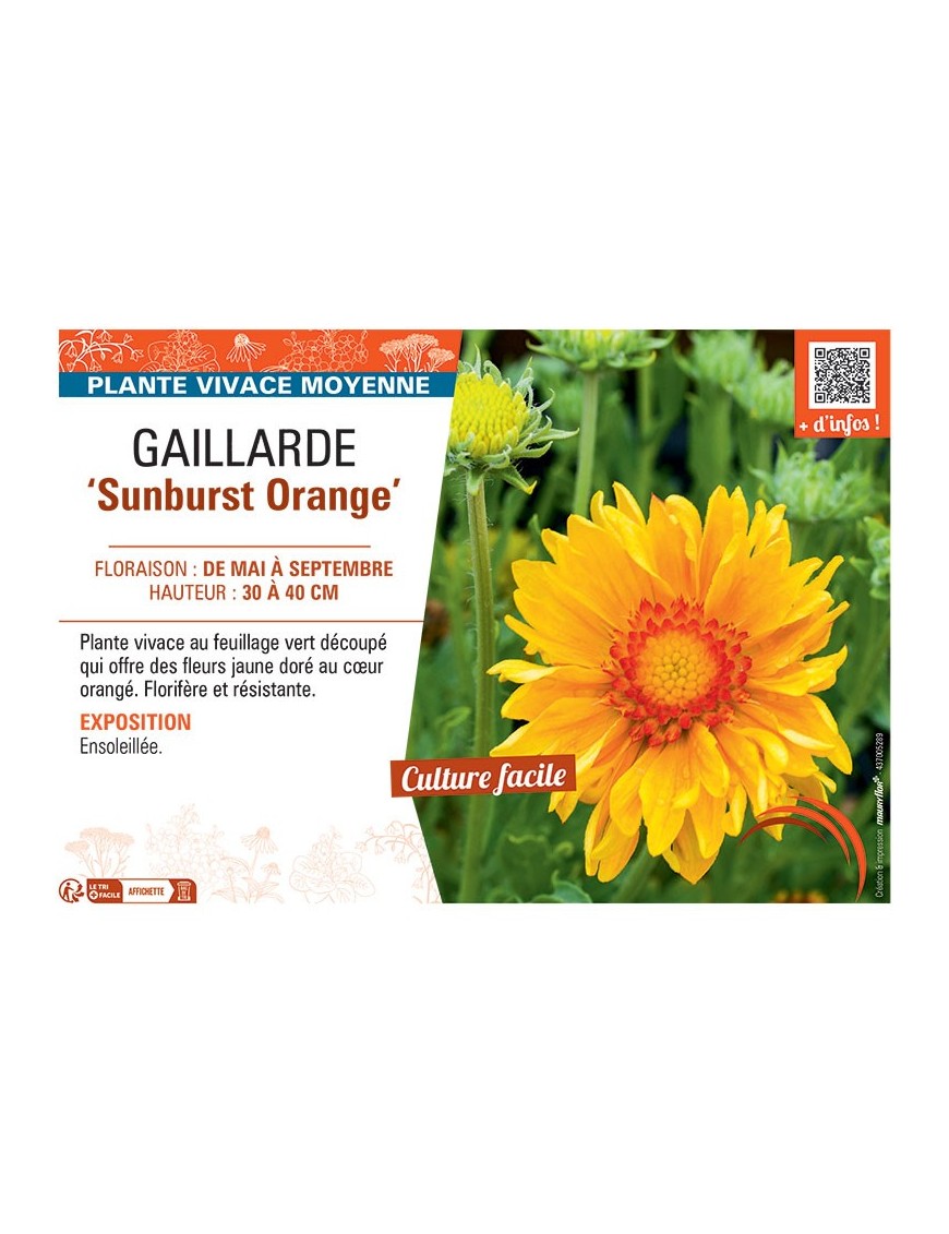 GAILLARDE SUNBURST ORANGE