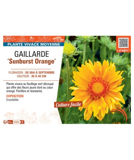 GAILLARDE SUNBURST ORANGE