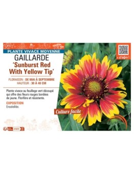 GAILLARDE SUNBURST RED WITH YELLOW TIP
