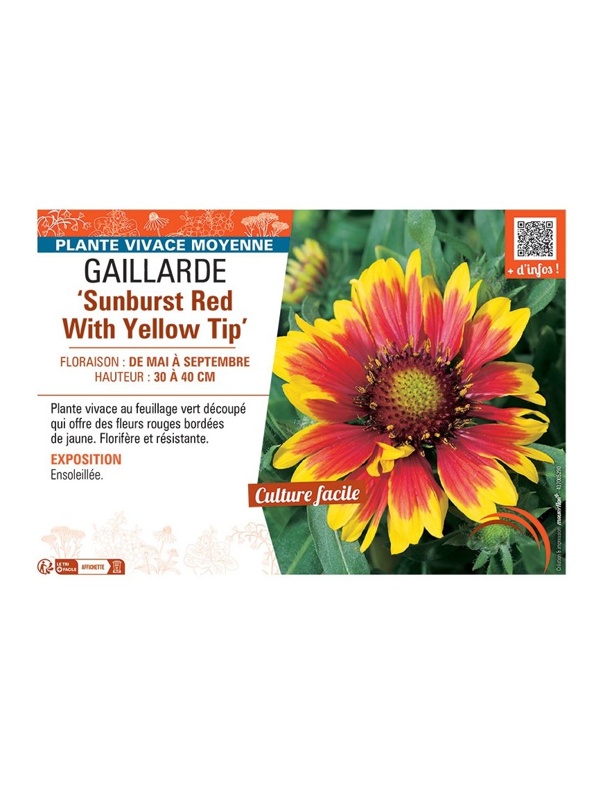 GAILLARDE SUNBURST RED WITH YELLOW TIP