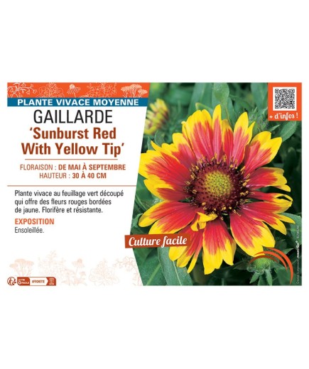 GAILLARDE SUNBURST RED WITH YELLOW TIP