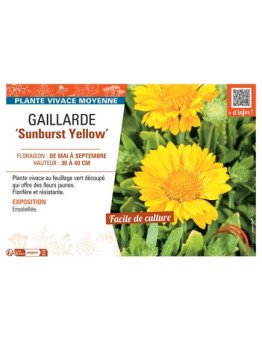 GAILLARDE SUNBURST YELLOW