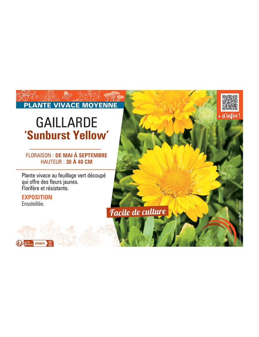GAILLARDE SUNBURST YELLOW