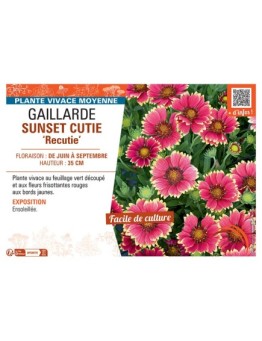 GAILLARDE SUNSET CUTIE recutie