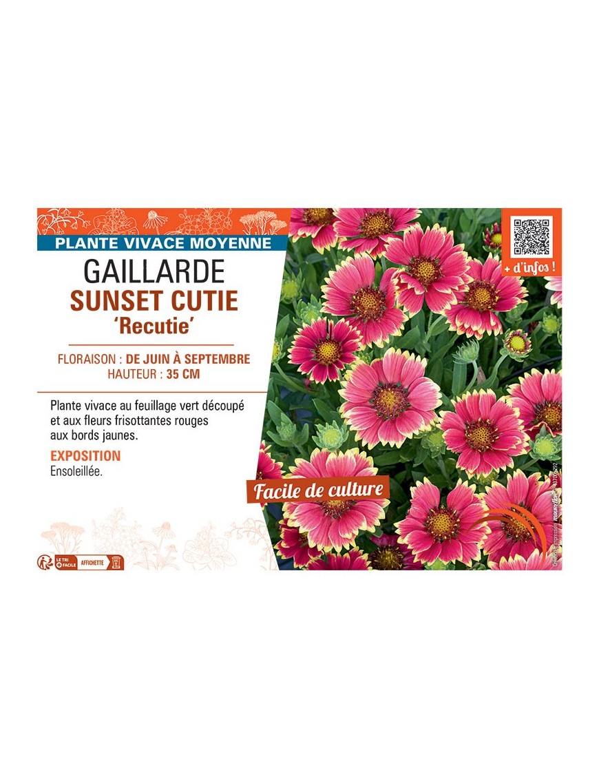 GAILLARDE SUNSET CUTIE recutie