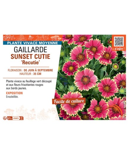GAILLARDE SUNSET CUTIE recutie