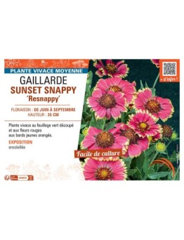 GAILLARDE SUNSET SNAPPY resnappy