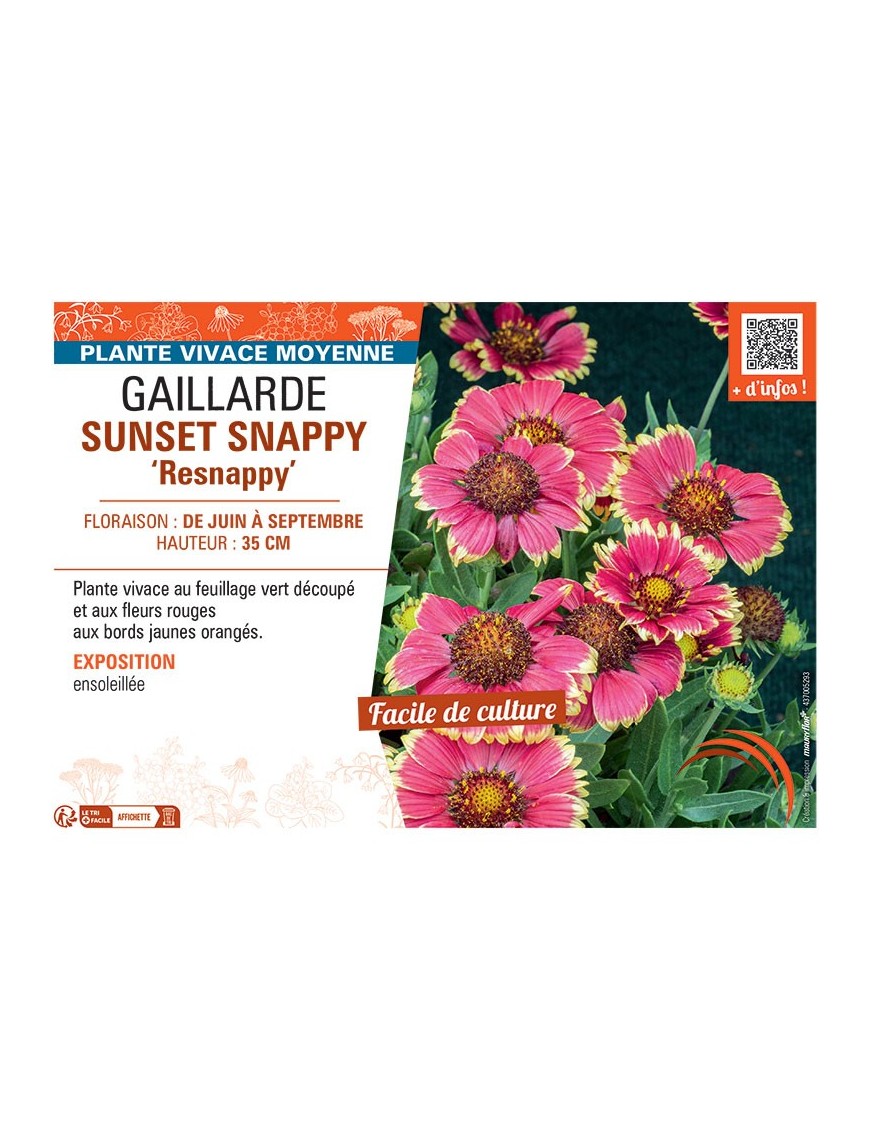 GAILLARDE SUNSET SNAPPY resnappy