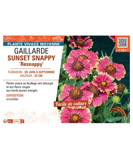 GAILLARDE SUNSET SNAPPY resnappy