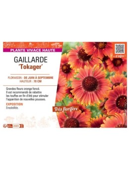 GAILLARDE TOKAGER