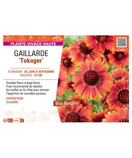 GAILLARDE TOKAGER