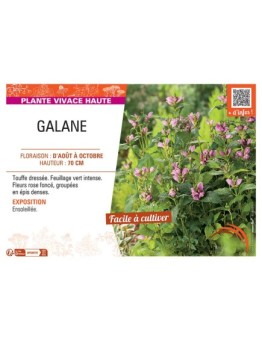 GALANE (rose)