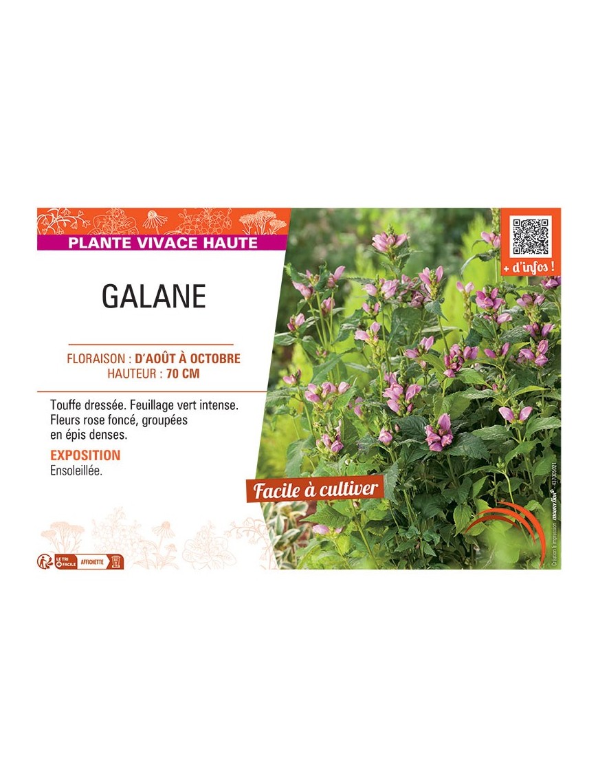 GALANE (rose)