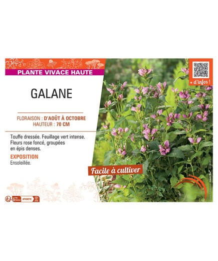 GALANE (rose)
