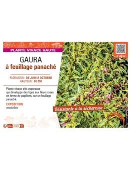 GAURA à FEUILLAGE PANACHE