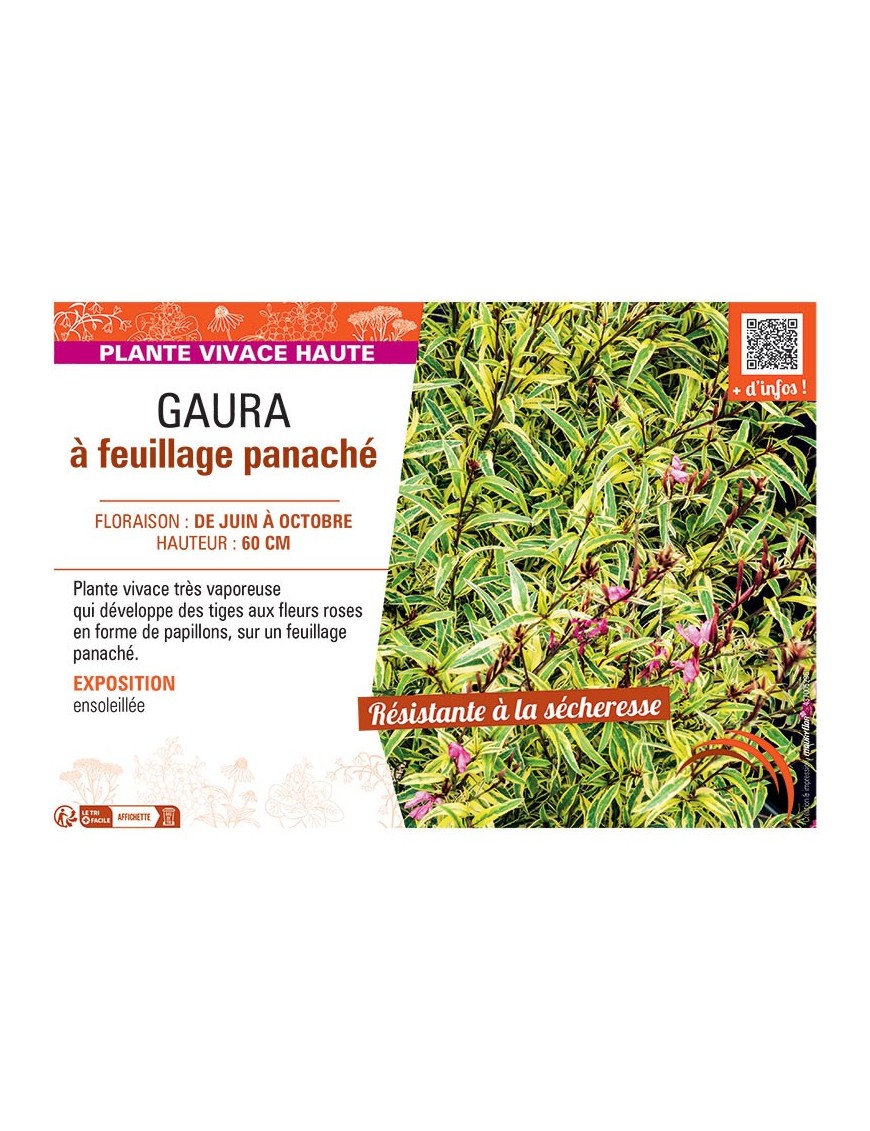GAURA à FEUILLAGE PANACHE