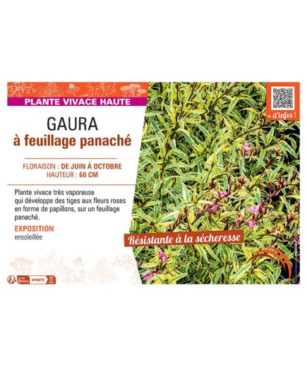 GAURA à FEUILLAGE PANACHE