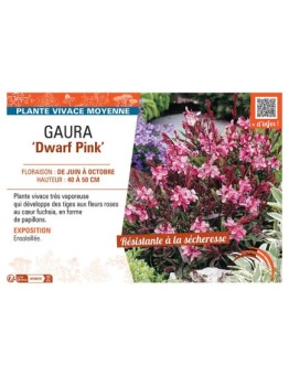GAURA DWARF PINK