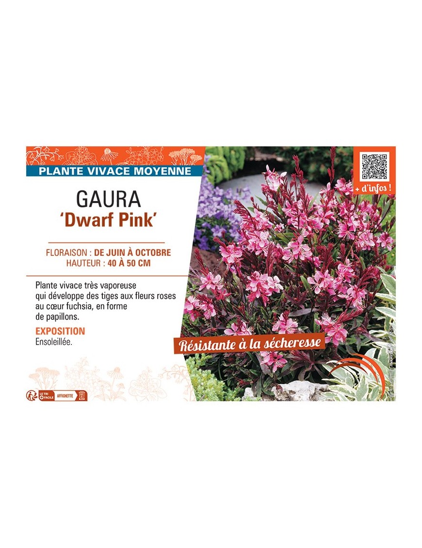 GAURA DWARF PINK