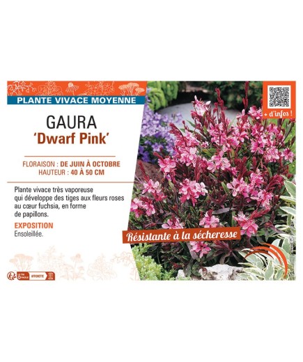 GAURA DWARF PINK