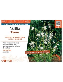GAURA ELURRA