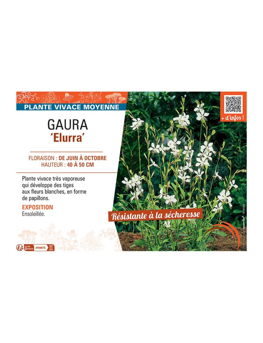 GAURA ELURRA