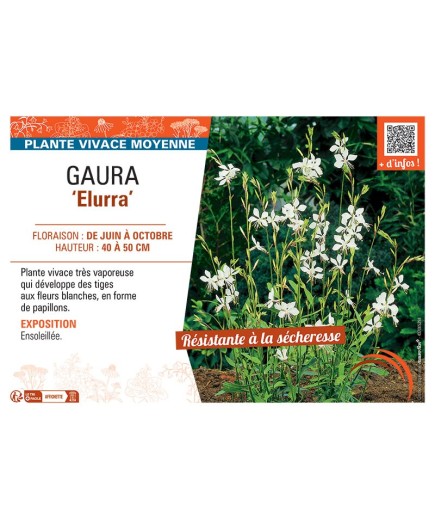 GAURA ELURRA