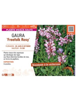 GAURA FREEFOLK ROSY