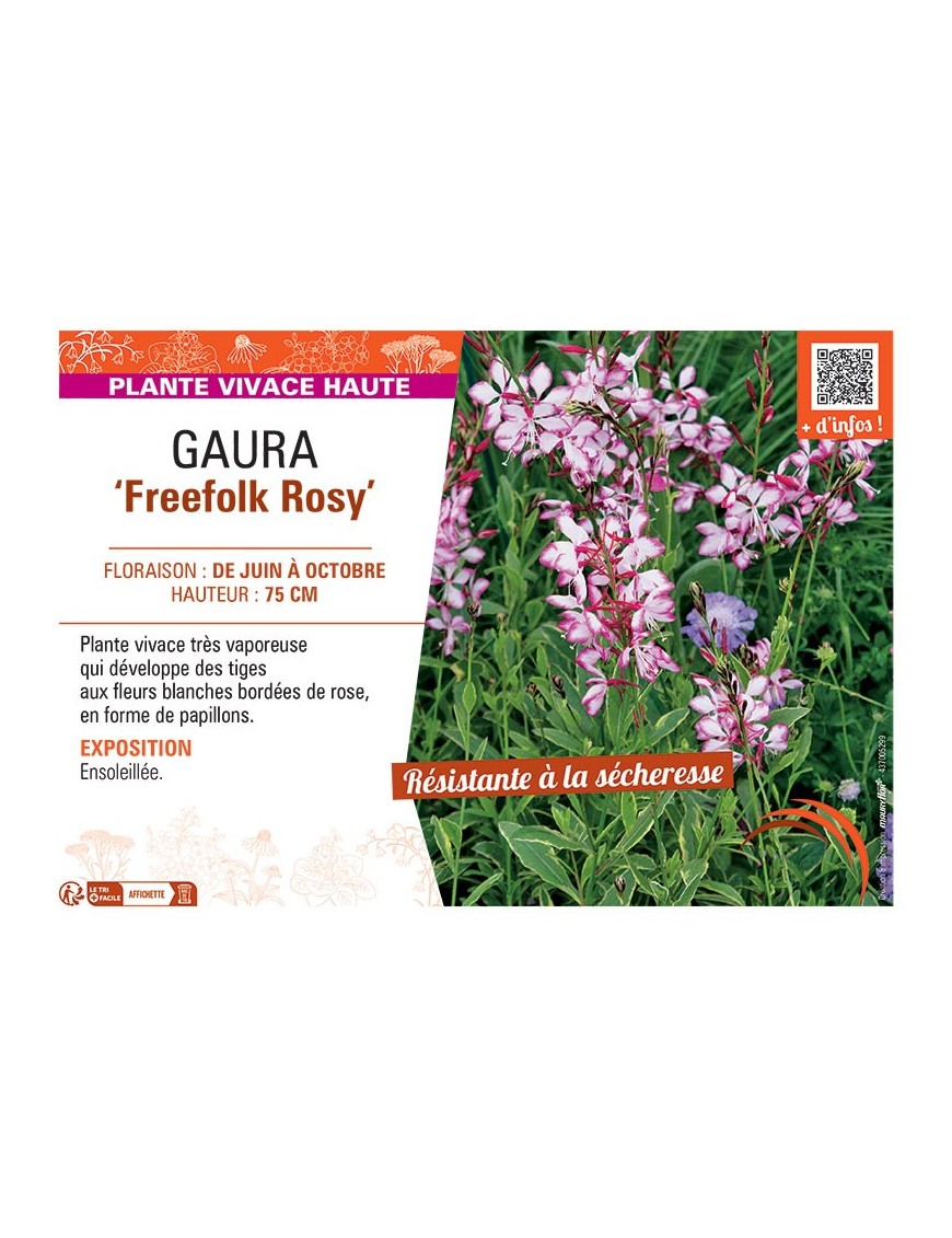 GAURA FREEFOLK ROSY