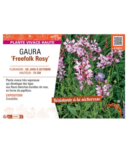 GAURA FREEFOLK ROSY