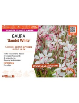 GAURA GAMBIT WHITE