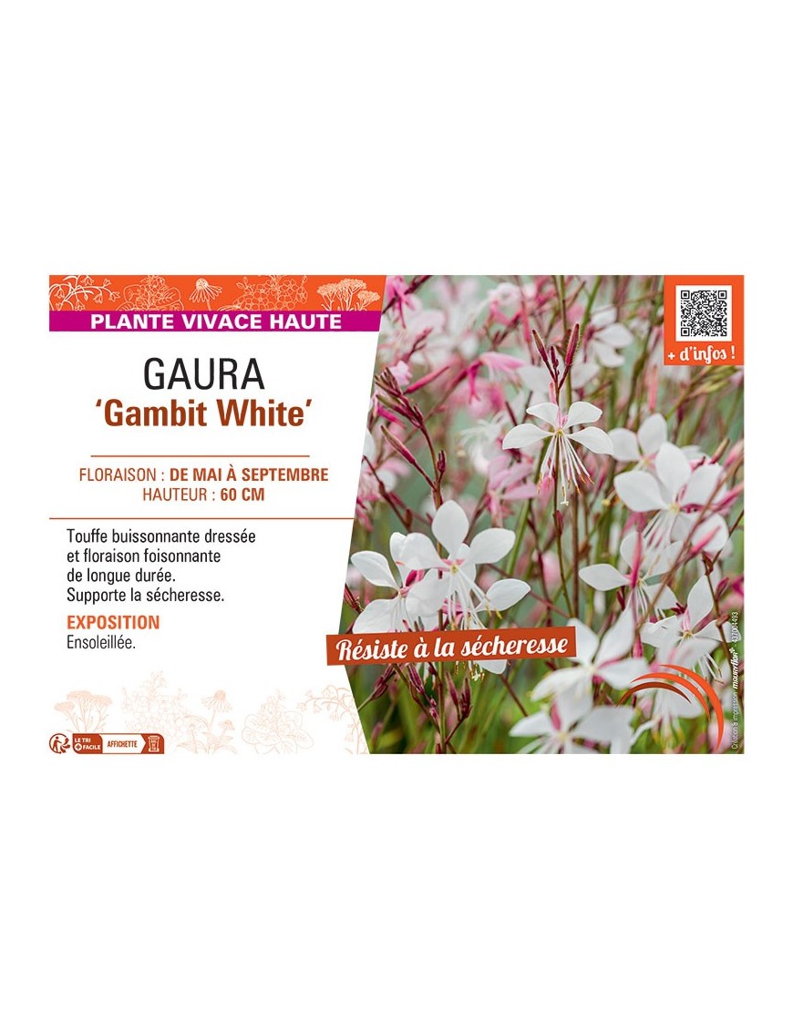 GAURA GAMBIT WHITE