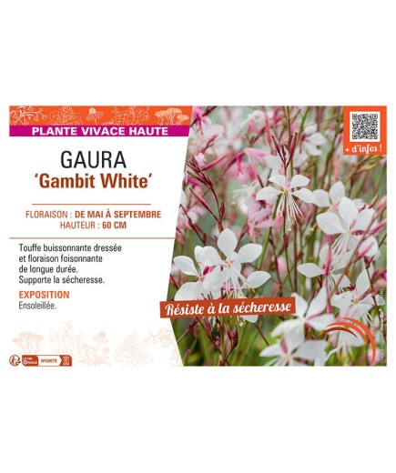 GAURA GAMBIT WHITE